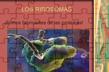 Ribosomas