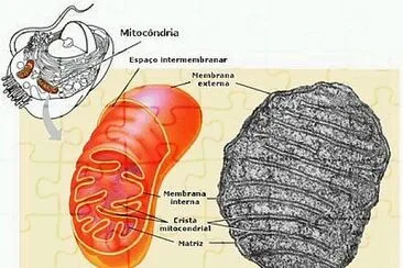 MITOCONDRIA