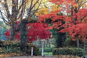 maple jigsaw puzzle