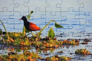 fauna jigsaw puzzle