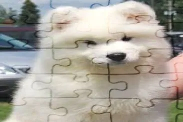 dog jigsaw puzzle