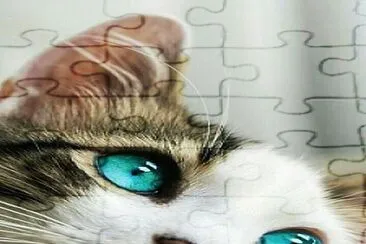 cat jigsaw puzzle