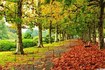 פאזל של forest in autumm