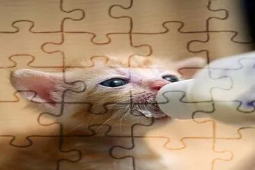 cat jigsaw puzzle