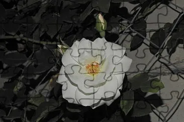 Rosa jigsaw puzzle