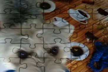 Animais de estimacao jigsaw puzzle