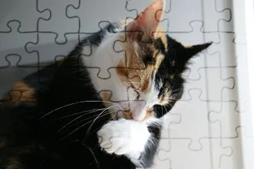  jigsaw puzzle