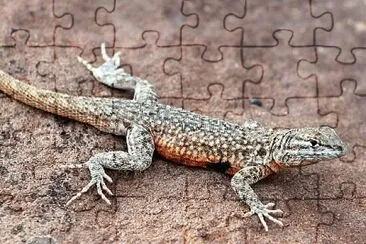 reptil 1 jigsaw puzzle