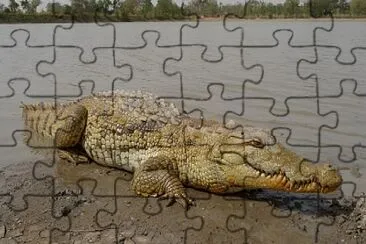 Reptil 2 jigsaw puzzle