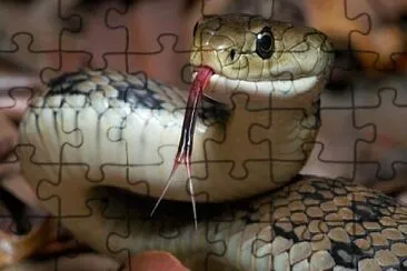 פאזל של Reptil 3