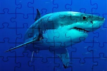 Acuatico 1 jigsaw puzzle