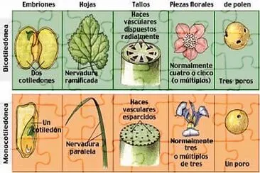 PLANTAS