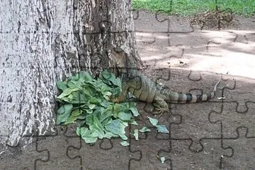 Iguana jigsaw puzzle