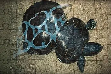 tortuga afectada jigsaw puzzle