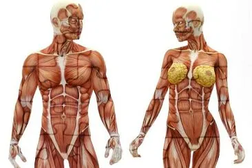 Body jigsaw puzzle