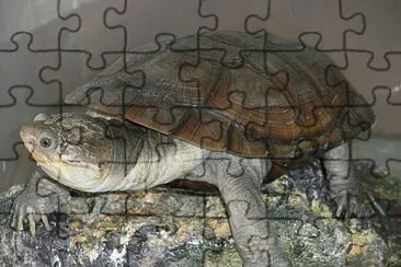 Elmetto jigsaw puzzle