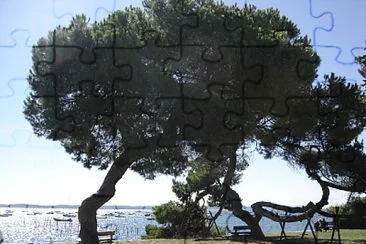 Vue Bassin d 'Arcachon jigsaw puzzle