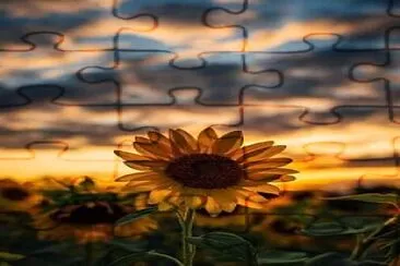 SUNFLOWER jigsaw puzzle