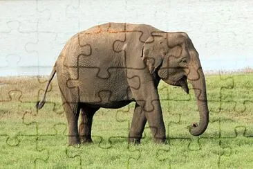 Fase 1 - Que animal Ã© esse? jigsaw puzzle