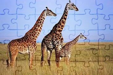 ×ž×ª×•×œ×™×™×™×™×™×™×™×™×™ jigsaw puzzle