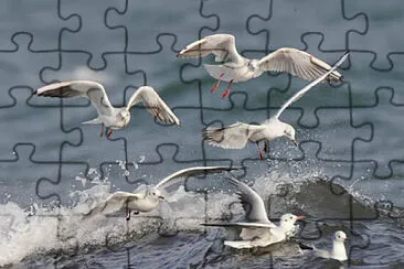 gaviotas jigsaw puzzle