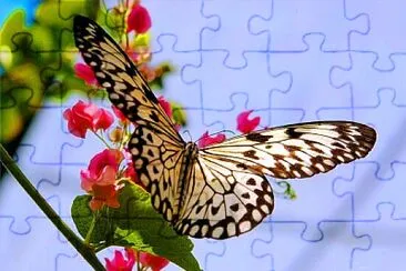 mariposa2 jigsaw puzzle