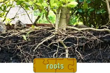 פאזל של roots