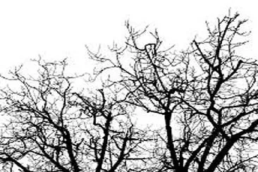 branches