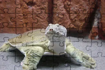 Guscio molle cinese jigsaw puzzle