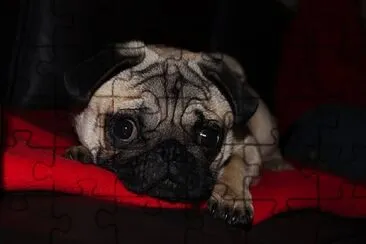 rhum the pug