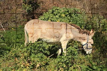 Maltese donkey jigsaw puzzle