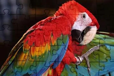 guacamayo rojo jigsaw puzzle