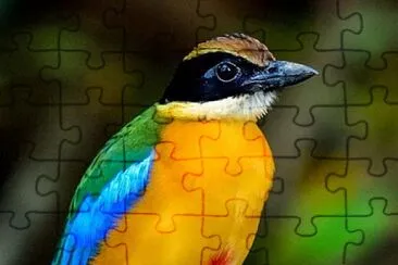 fly24 jigsaw puzzle