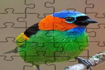 fly25 jigsaw puzzle