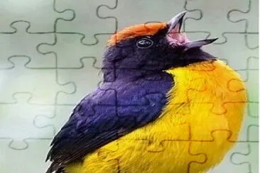 fly28 jigsaw puzzle