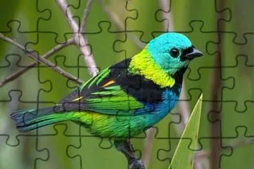 fly30 jigsaw puzzle