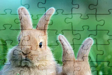 conejitos ðŸ°ðŸ°ðŸ’– jigsaw puzzle