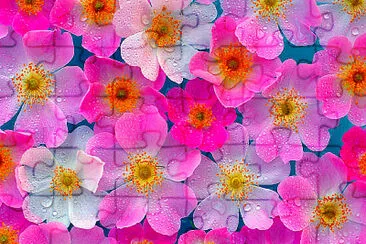 Flowers jigsaw puzzle