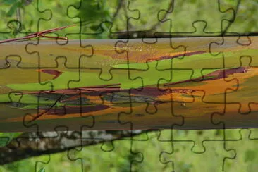 AUSTRALIAN EUCALYPTUS jigsaw puzzle