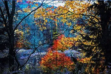 Nature jigsaw puzzle