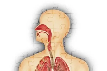 Sistema Respiratorio jigsaw puzzle