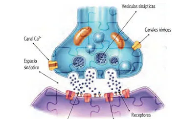 Sinapsis