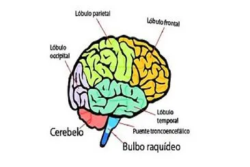 Cerebro ðŸ§ 