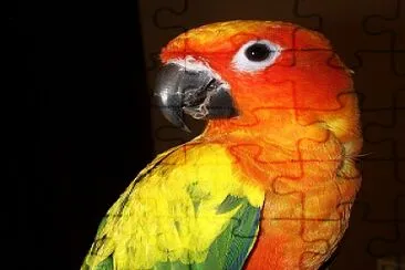 פאזל של Conure parrot