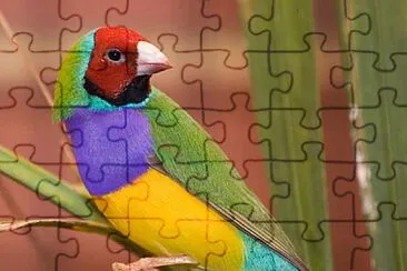 fly51 jigsaw puzzle