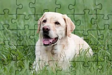 Labrador jigsaw puzzle