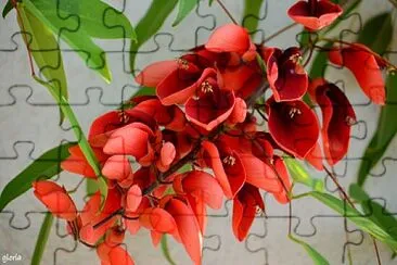 El Ceibo - Flor Nacional del Uruguay jigsaw puzzle