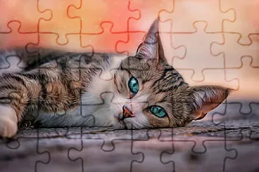  jigsaw puzzle