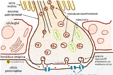 פאזל של Neuronales