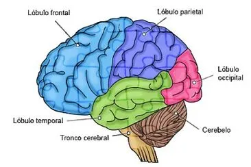 lÃ³bulos cerebrales